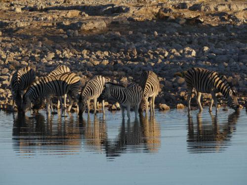 c-UWens Zebra-Etosha 21