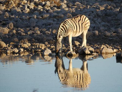 c-UWens Zebra-Etosha 22