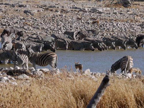 c-UWens Zebra-Etosha 24