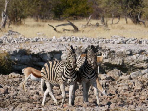 c-UWens Zebra-Etosha 27