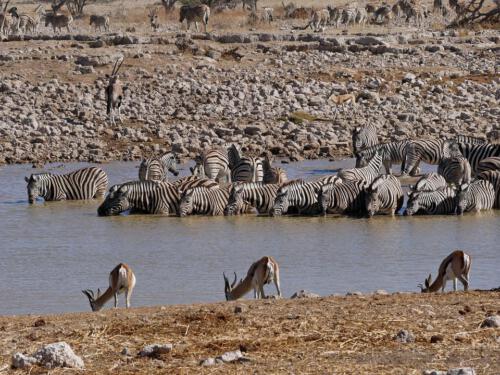 c-UWens Zebra-Etosha 28
